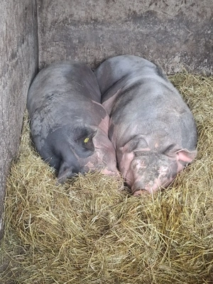 1 din 2 caută casă nouă - imagine 3