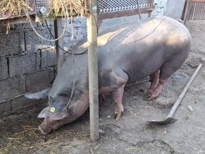 1 din 2 caută casă nouă - imagine 2