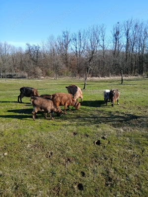 Capre tinere cu iezi - imagine 2