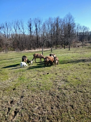 Capre tinere cu iezi - imagine 4