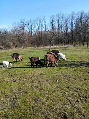 Capre tinere cu iezi - imagine 5