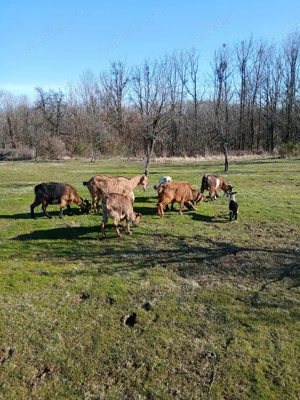 Capre tinere cu iezi - imagine 3