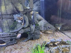 Vând sinodontys  - imagine 2