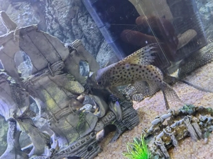 Vând sinodontys  - imagine 3