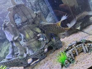 Vând sinodontys  - imagine 4