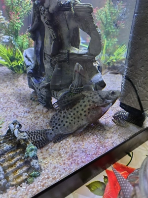 Vând sinodontys  - imagine 5