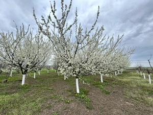 Livada+gradina, teren intravilan 2902mp, Damienesti-Bacau, comision 0 - imagine 2