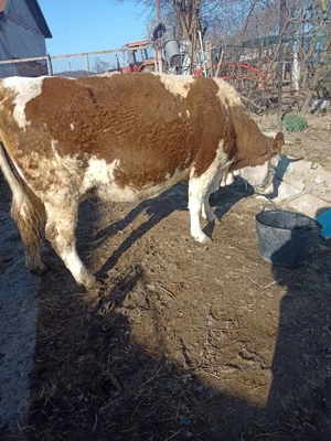 vind vaca tinără - imagine 3