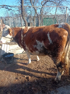 vind vaca tinără - imagine 4