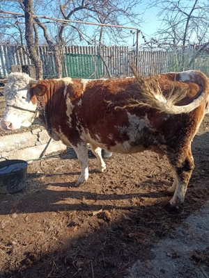 vind vaca tinără - imagine 2