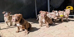  Pui American Bully pocket super frumoși disponibili, crescuți în familie.