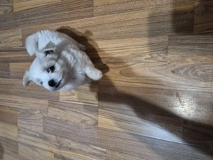 Catelusi bichon maltez - imagine 3