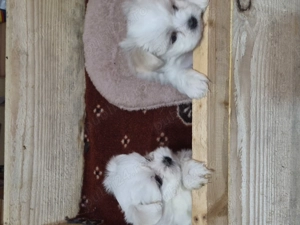 Catelusi bichon maltez - imagine 4