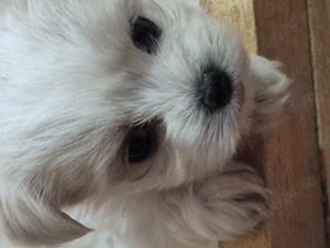 Trei catelusi bichon maltez - imagine 3