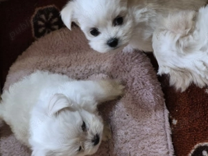 Trei catelusi bichon maltez - imagine 5