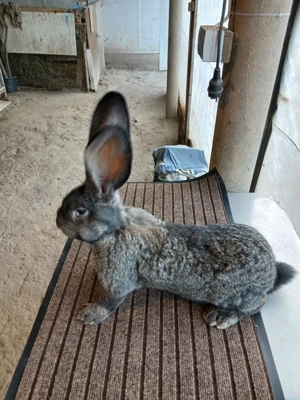 mascul uriaș german grifier 2,5 luni disponibil! - imagine 5