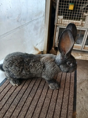 mascul uriaș german grifier 2,5 luni disponibil! - imagine 3