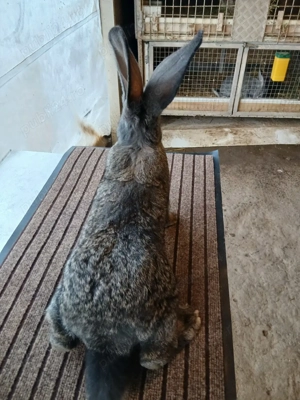 mascul uriaș german grifier 2,5 luni disponibil! - imagine 4