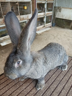 mascul uriaș german grifier 2,5 luni disponibil! - imagine 2