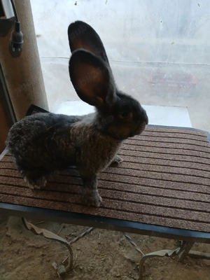 mascul uriaș german grifier 2,5 luni disponibil!