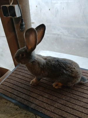 mascul uriaș german 2,5luni disponibil!!