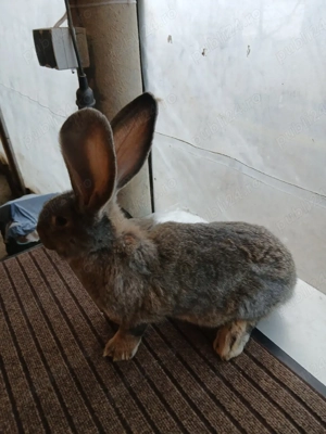 mascul uriaș german 2,5luni disponibil!! - imagine 2