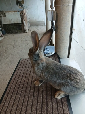 mascul uriaș german 2,5luni disponibil!! - imagine 3