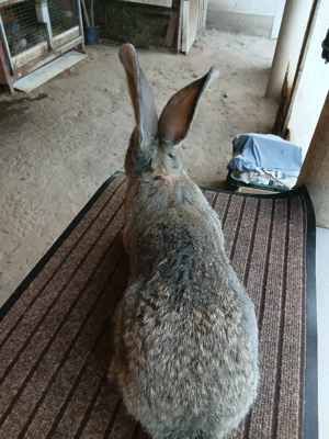 mascul uriaș german 2,5luni disponibil!! - imagine 4