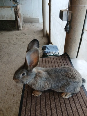 mascul uriaș german 2,5luni disponibil!! - imagine 5