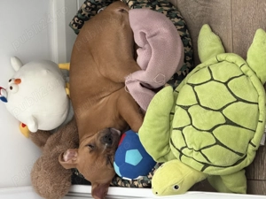 Amstaff 3 luni femela - imagine 2