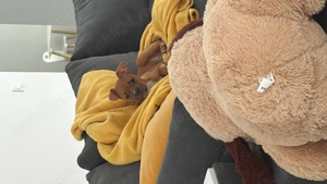 Amstaff 3 luni femela - imagine 3