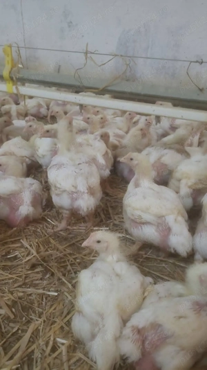 Pasari de vanzare - imagine 3