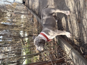 American bully pocket