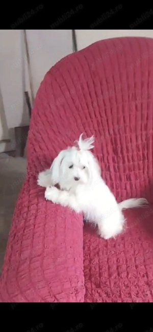 Vand bichon mini toy  - imagine 2