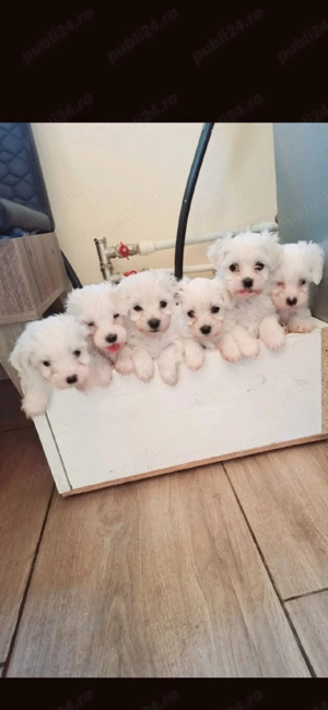 Vand bichon mini toy  - imagine 3