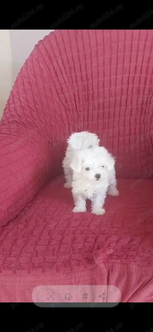 Vand bichon mini toy  - imagine 4