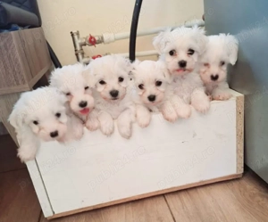 Vand bichon mini toy 