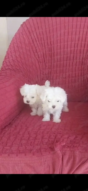 Vand bichon mini toy  - imagine 5