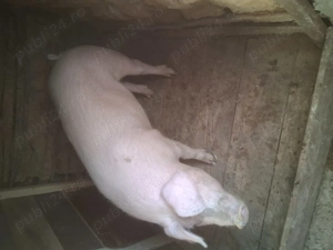 Vând o purcea și un vier