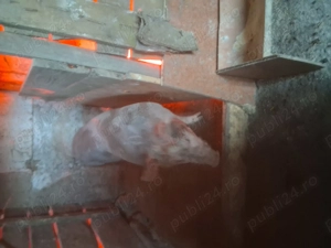 Vând o purcea și un vier - imagine 2