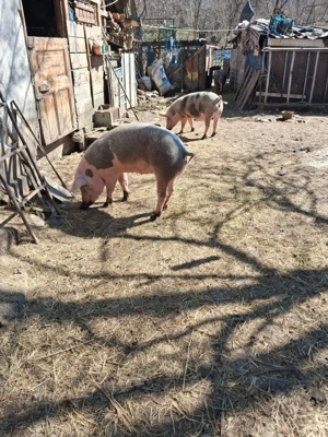 Porci de vanzare  - imagine 2