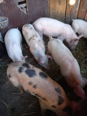 Vand purcei 25kg - imagine 2