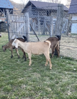 Iezi anglo nubian metis cu alpin francez - imagine 3