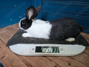 iepurasi de vanzare - imagine 2