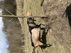 Iezi anglo nubian metis cu alpin francez - imagine 4