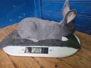 iepurasi de vanzare - imagine 4