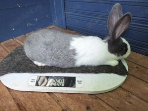 iepurasi de vanzare - imagine 5