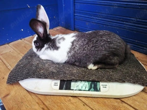 iepurasi de vanzare - imagine 3