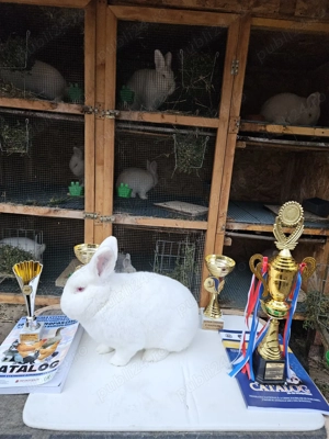 Iepuri neozeelandez alb - imagine 5