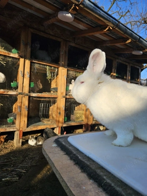 Iepuri neozeelandez alb - imagine 3